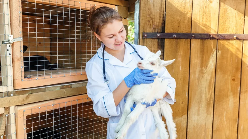 University of Illinois Master of Veterinary Science